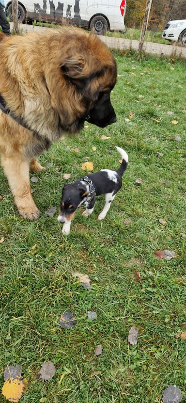 Sammy & Strolch