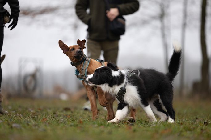 Welpenspiel Foto von Dennis Ates